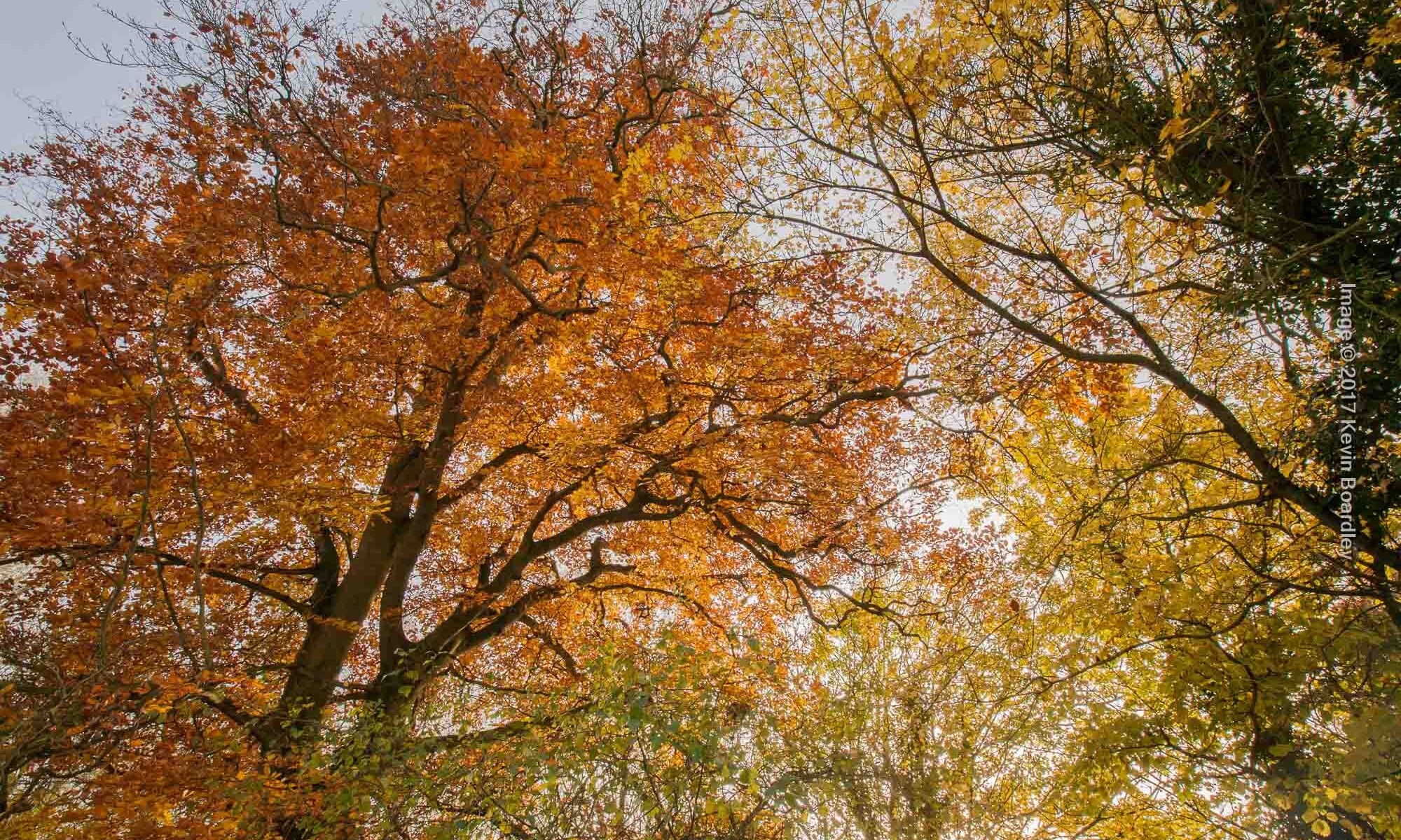 Looking up into the autumn trees, Walsham le Willows